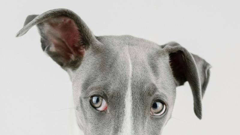 VET'S VIEW:  When your pet has ear problems