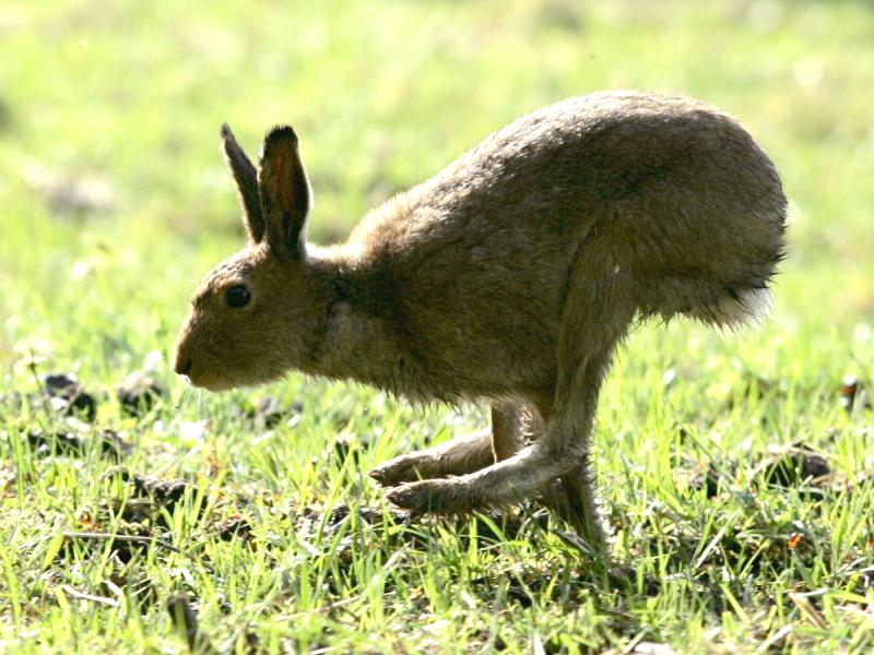 NATURE:  Mayo’s hares will soon be courtin’