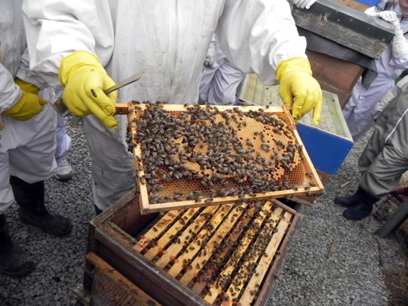 Interested in beekeeping in Mayo?