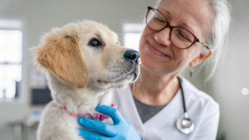 Vet