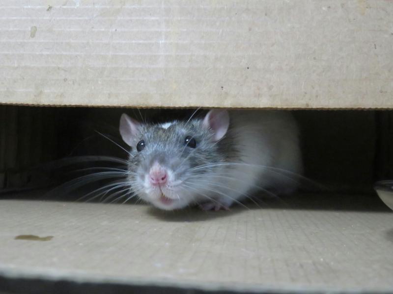 Kilcoyne to raise Castlebar rat problem with HSE