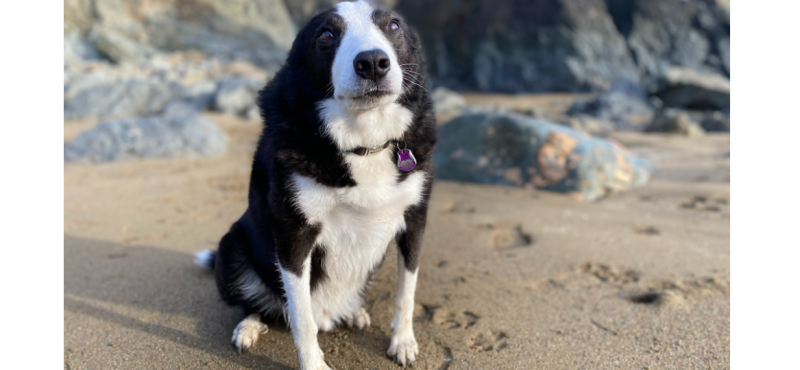 Over €20,000 raised to mend Waterford pooch's broken heart