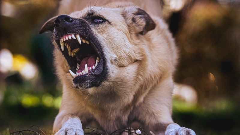 ISPCA warns dog owners to be 'on guard' as lambing season approaches