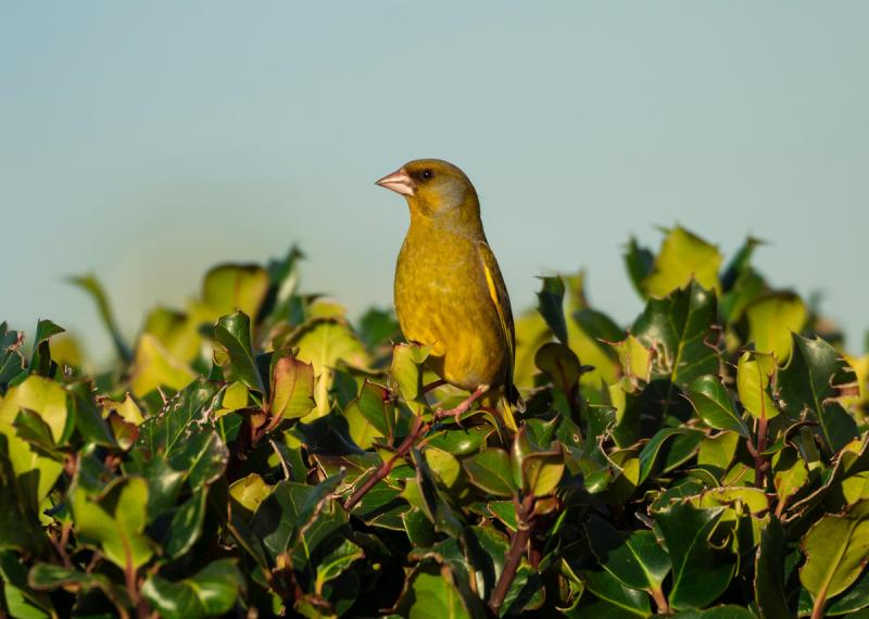 NATURE:  The loneliest greenfinch in the world