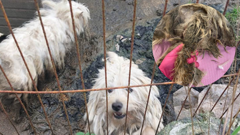 'Atrocious conditions' - Live maggots and urine found in fur of dogs rescued by ISPCA