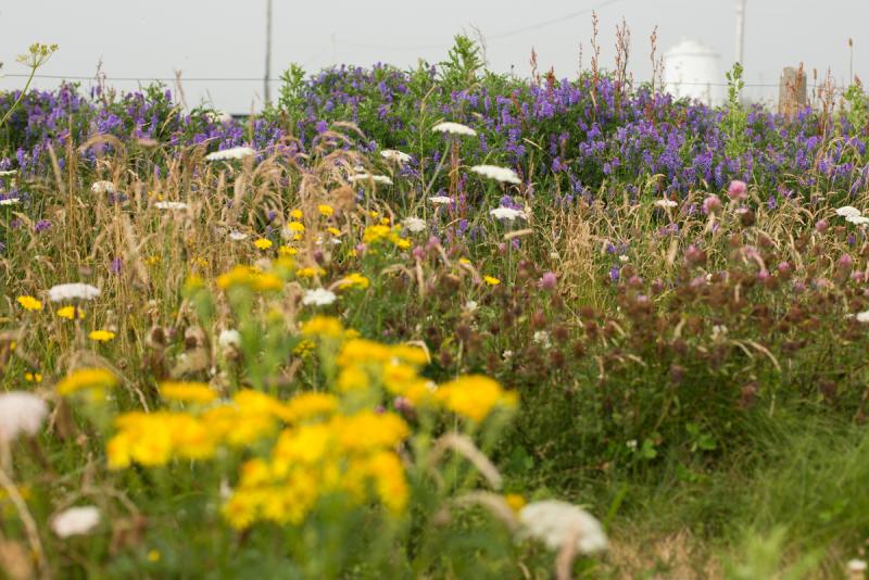 GARDENING:  Guess what? Grass lawns are not mandatory