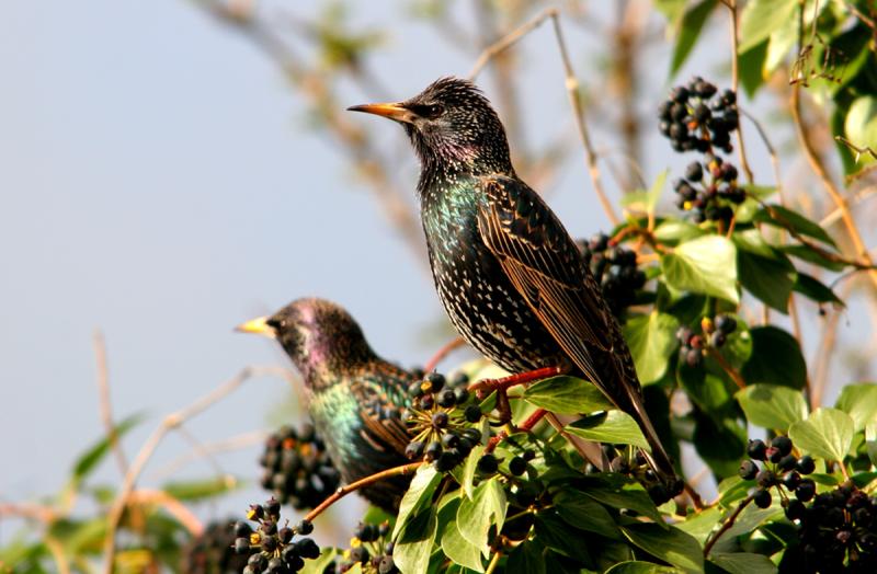 When the starlings align