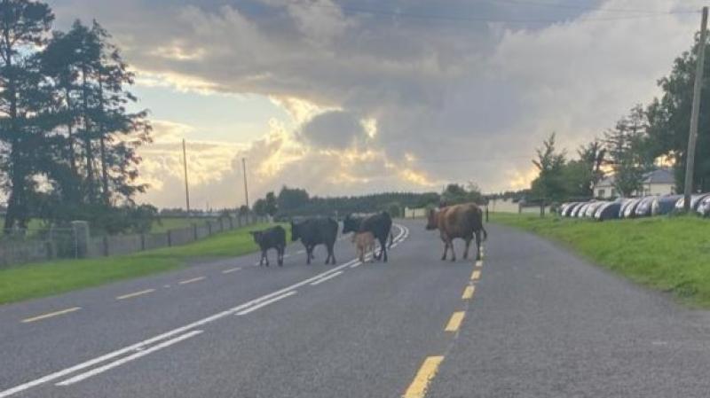 Cattle let loose on road near Crossmolina after pyrite-contaminated wall collapses
