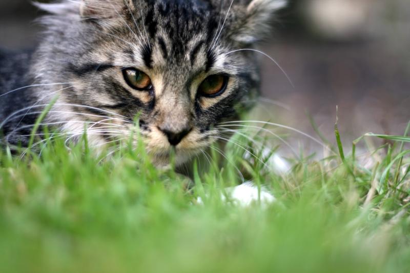 Calling time on seasonal pests