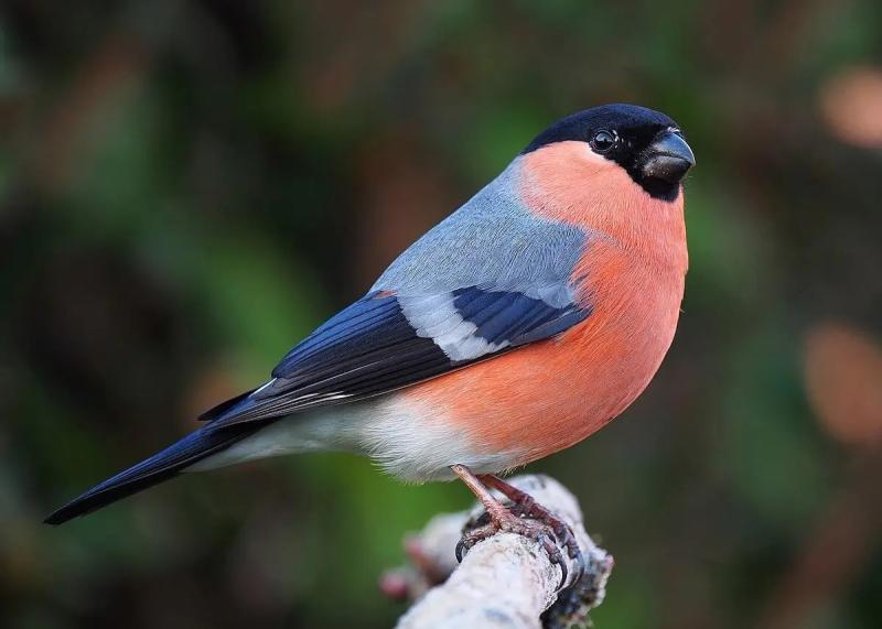 Nature:  Battling with the Bullfinch