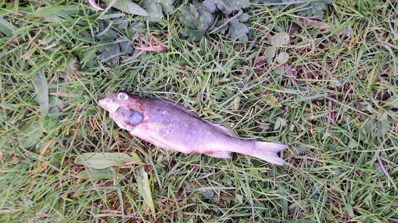 Dead fish at Claremorris lake leads for calls for Irish Water to be disbanded