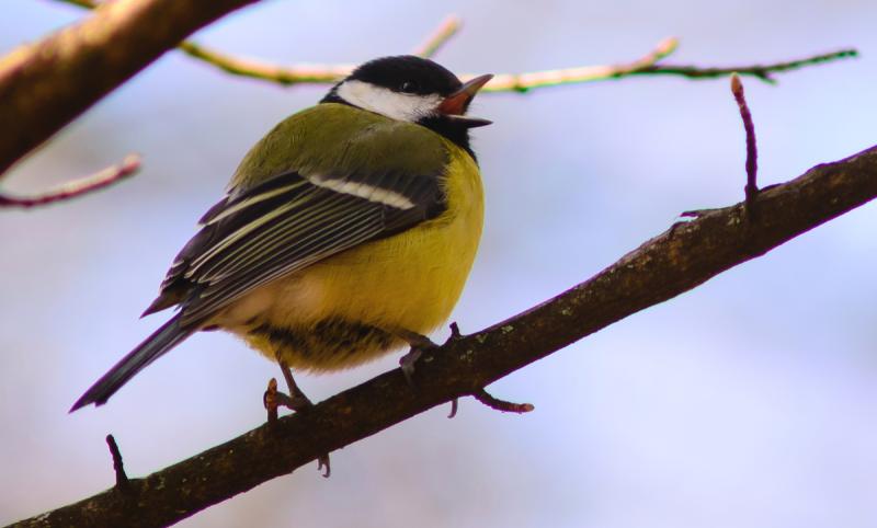 Join Birdwatch Mayo for their dawn chorus walk 