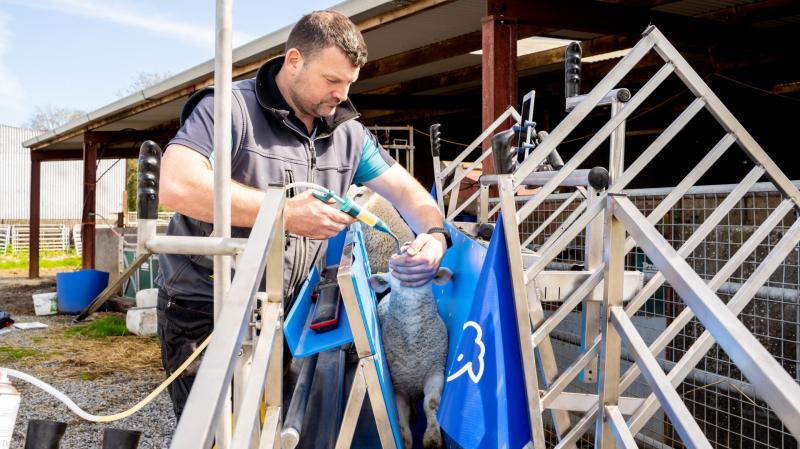 smart sheep open day