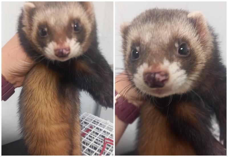 Bizarre incident as locals save ferret from crow attack on Irish main street