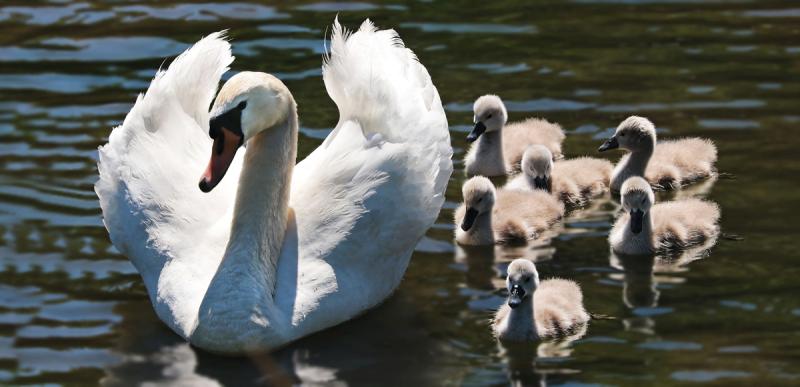 NATURE:  Swan lake at Mayo’s Moorehall
