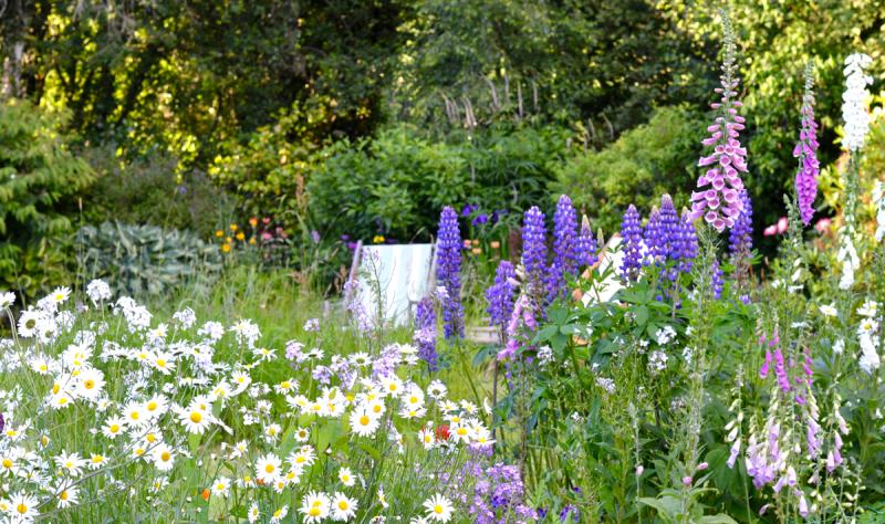GARDENING:  Give biodiversity a boost by creating an annual wildflower bed 