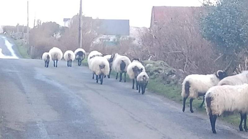 Sheep on Achill Island wandering on the public road