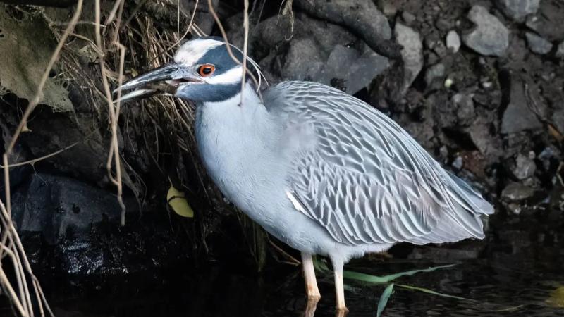 Yellow crowned night heron