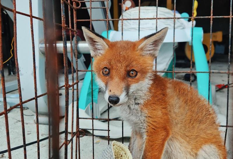 Garda&iacute; baffled during Mayo search as they find caged fox cub