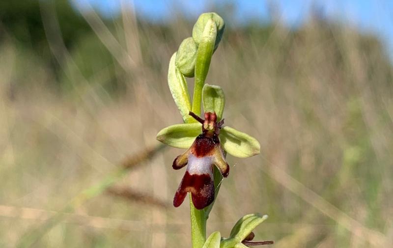 NATURE:  Meet Carra’s crafty orchids
