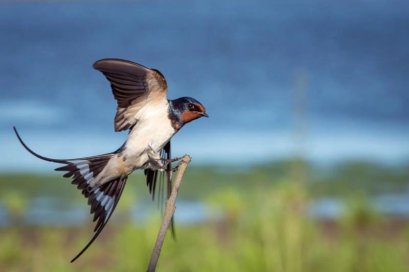 NATURE:  Imagine surviving a drought, only to be served poison 