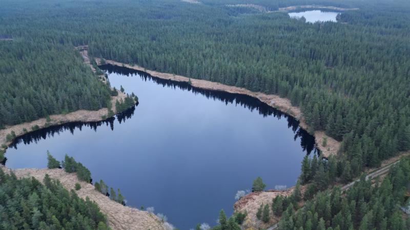 New study gives insight into restoration plans at large Mayo forest 