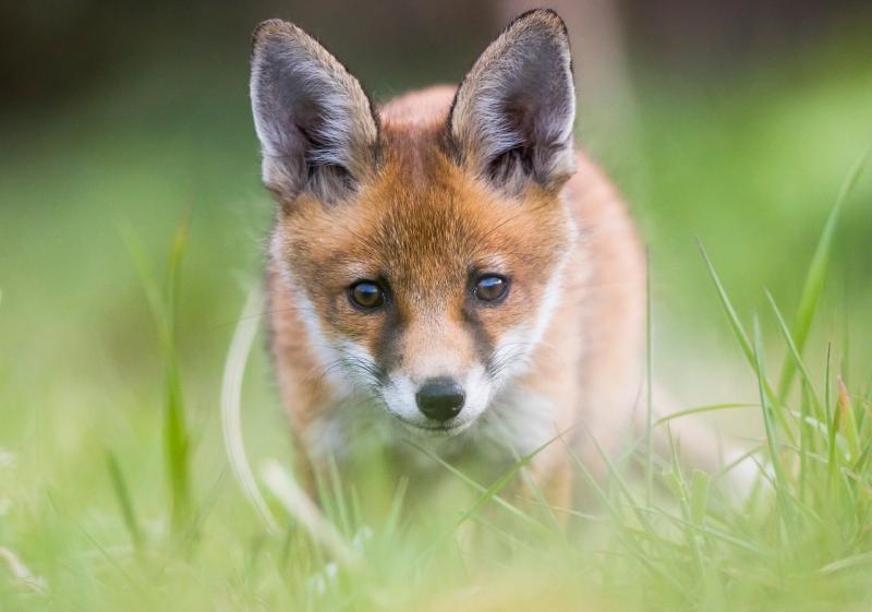 NATURE:  The annual chorus of lost fox cubs