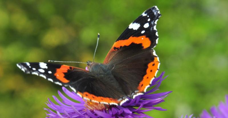NATURE:  Where have all our butterflies gone?