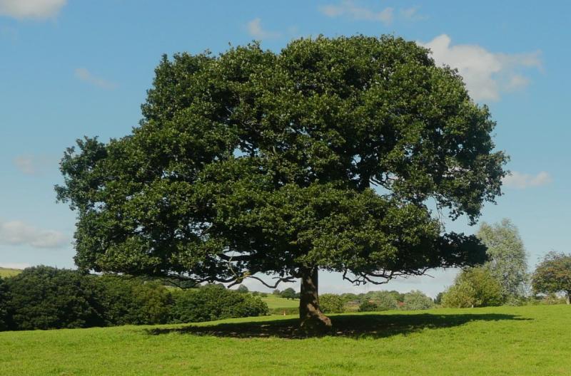 GARDENING:  Bring a king into your garden