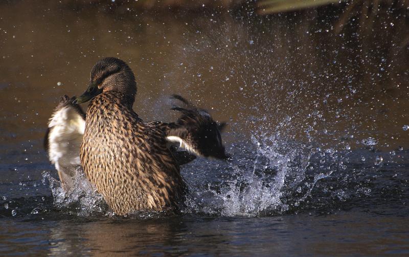 NATURE: Puckish duck scuppers an evening’s fishing on Lough Carra
