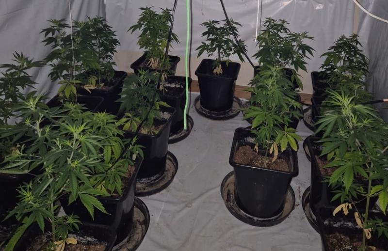 Man due in court following discovery of growhouse during garda searches