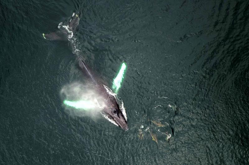 ENTERTAINMENT:  TG4 doc highlighting Mayo’s whaling past airs tonight   
