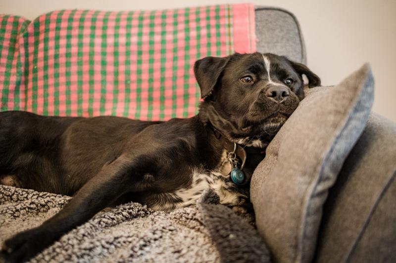 'Awful situation'- Irish renters forced to make impossible choice between their dog or home