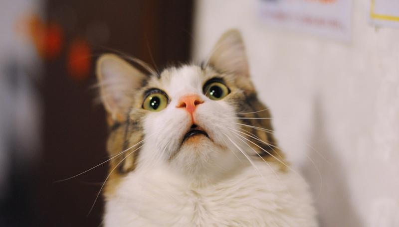 VET’S VIEW: Halloween can be a scary time for pets 