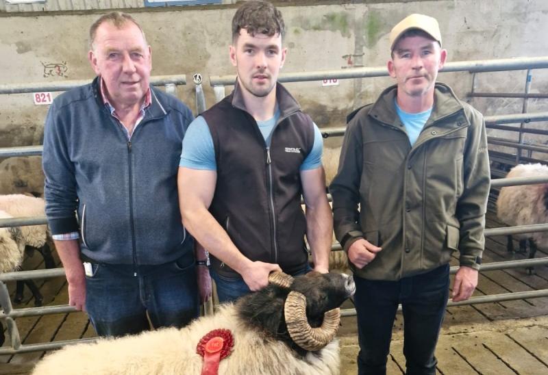 Record price paid for Mayo bred ram