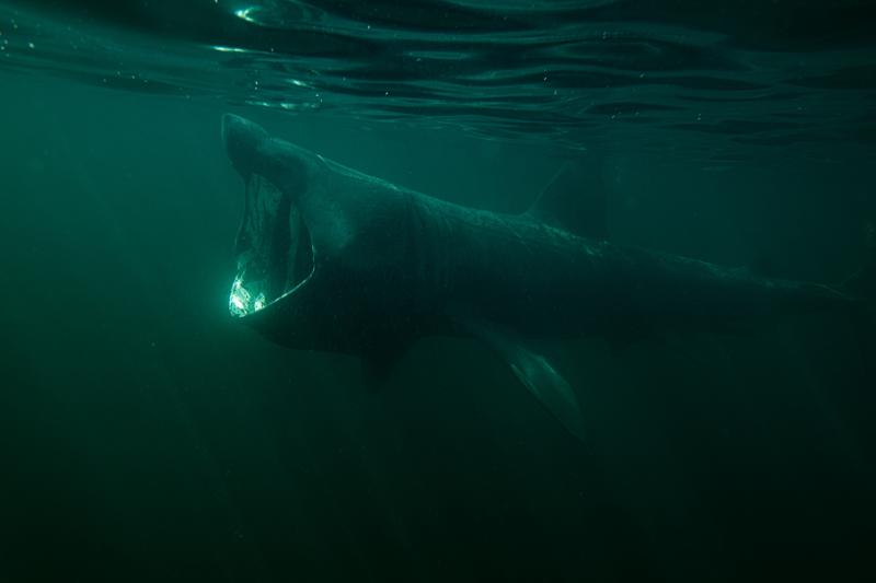 'Achill Island, Basking Shark Fishermen' is a new musical performance remembering the Achill shark fishing industry