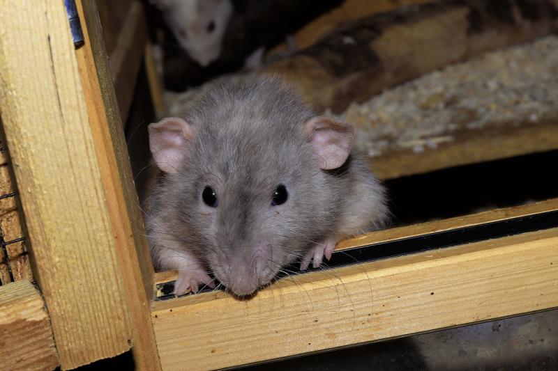 ALERT: Rats and mice invade Irish homes in their thousands amid major warning