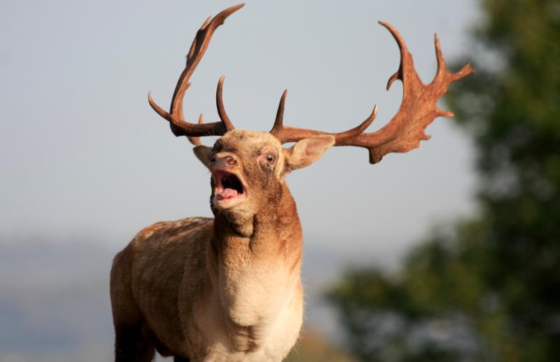 NATURE:  The politics of nature, the nature of politics
