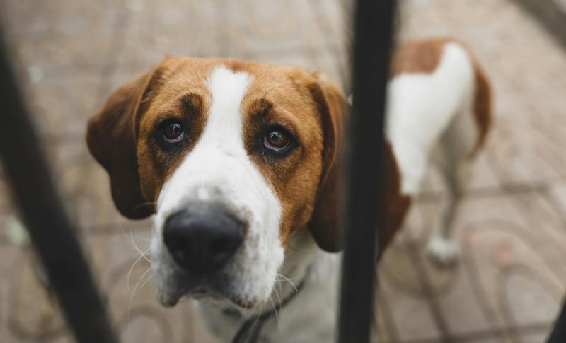 VET’S VIEW:  Please, please, think before you get a pet this Christmas