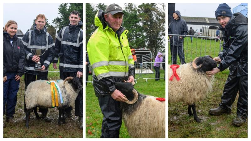 PHOTOS: Sheep Festival in Mayo town