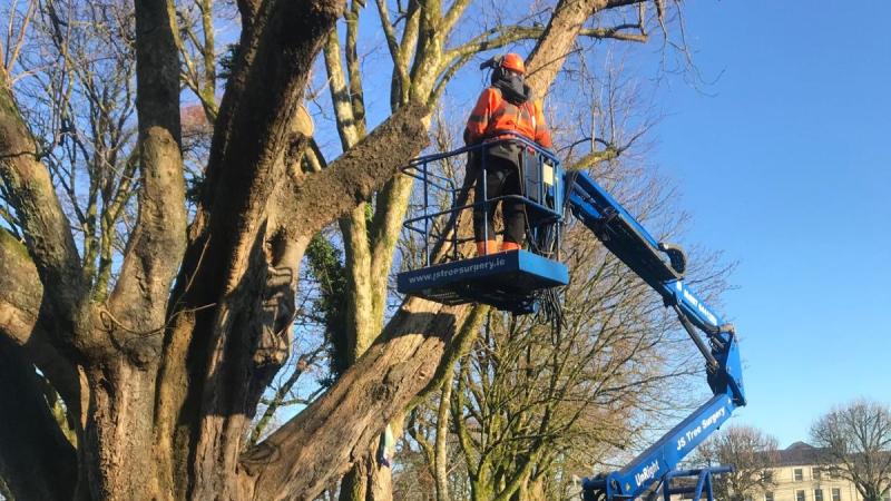 Trees some of which were nearly 300 years old were felled in The Mall in Castlebar