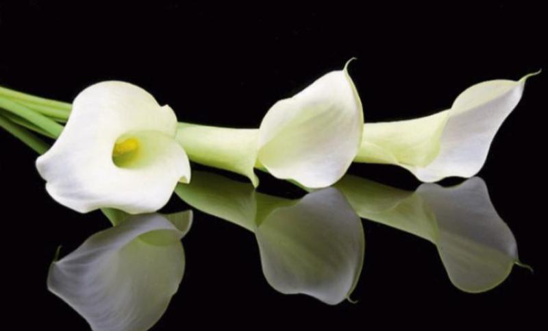 Tributes paid to Mayo woman who died following collision with a lorry