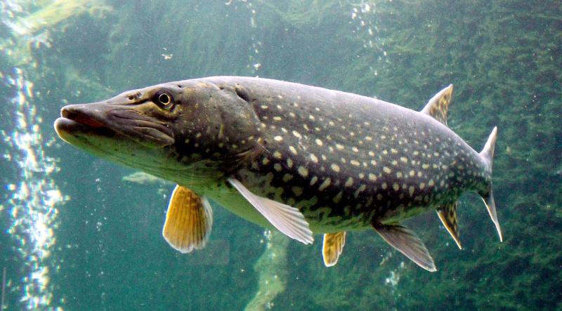 Facing the formidable, fearless pike on Lough Carra