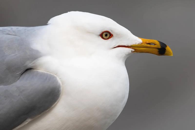 NATURE:  Bitter pills and vagrant gulls