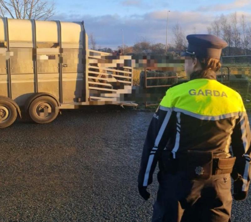 'Poor things': Gardai sieze two horses left out in the freezing cold unattended