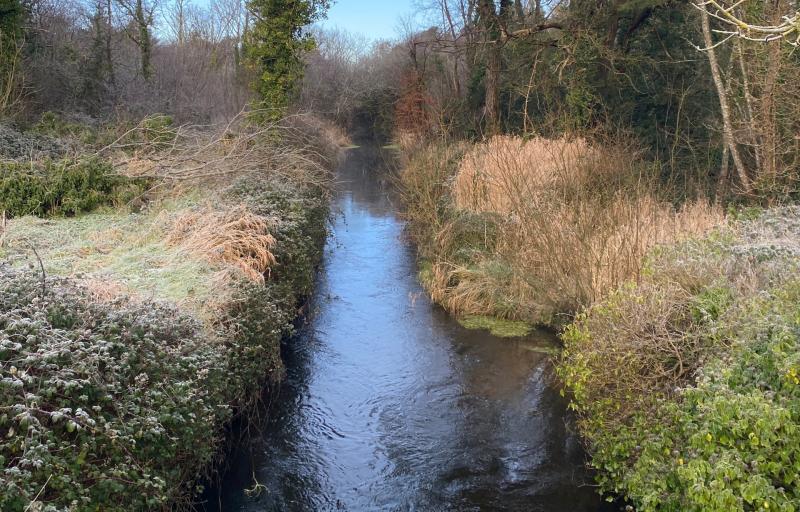 NATURE:  A tale of twists and turns lost on Mayo’s Annies River 