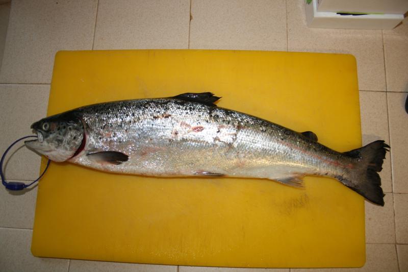 Report published on fish farm escape salmon in Mayo