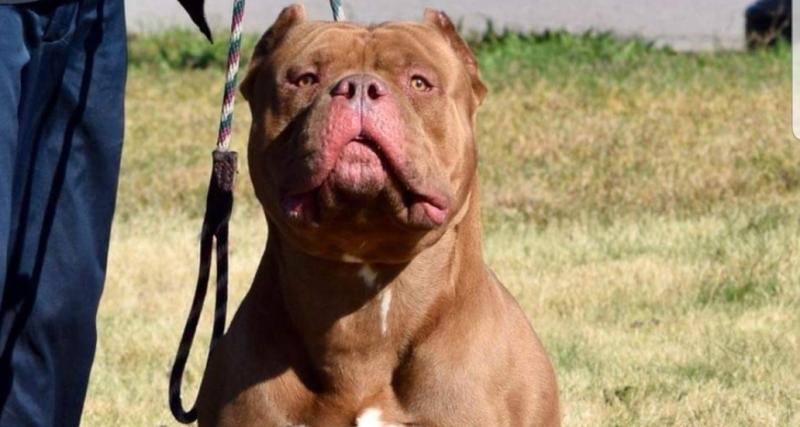 COUNTY VIEW:  For XL bullies, it’s the long sleep