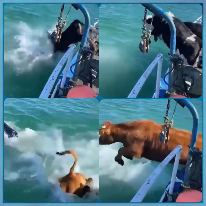 'Cows can swim?'- A video shared by a farmer in Mayo has shocked a lot of viewers