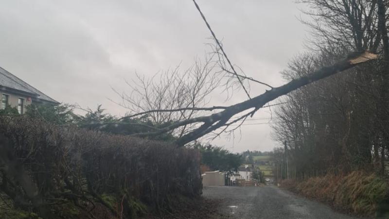 Open meeting to be called to discuss damage by roadside trees in Mayo